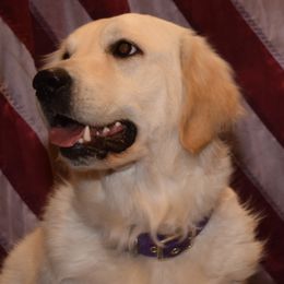 Cavalier King Charles Spaniels and Golden Retrievers from Fluffy Buttz