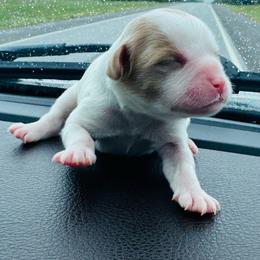 Wally - Blenheim male Cavapoo puppy in Miami, Oklahoma from BriarCreek Cavapoos