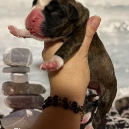 Boxer Puppies from Von Royal Dell’Infinite