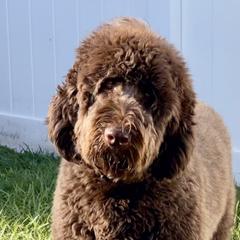 Maziemoo - Newfoundland