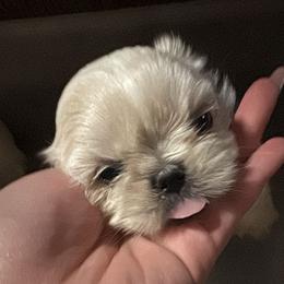 Otis - White male Shih Tzu puppy in Azusa, California from RJ Shih Tzu lover