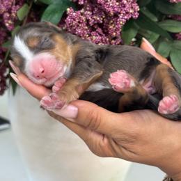 Sonny - Tri-color male Bernedoodle puppy in Yuciapa, California from AlltheDoodlez_