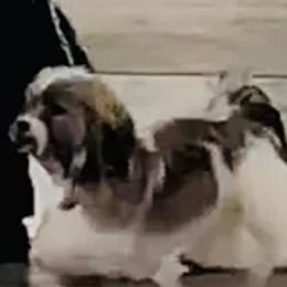 Birdie - Havanese
