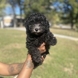 Shadow - Black male Poodle puppy in Chattanooga, Tennessee from SoftPaw Kennels