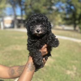 Shadow - Black male Poodle puppy in Chattanooga, Tennessee from SoftPaw Kennels