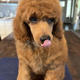 Poodles from Serendipity Miniature Apricot Poodles