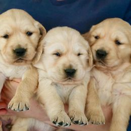 Golden Retriever Puppies from Red Barn Golden’s