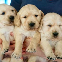 Golden Retriever Puppies from Red Barn Golden’s