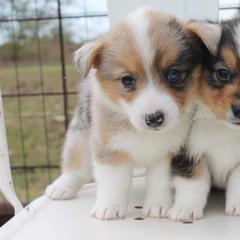 American Corgis and Pembroke Welsh Corgis from 6B Buchanan Corgi’s