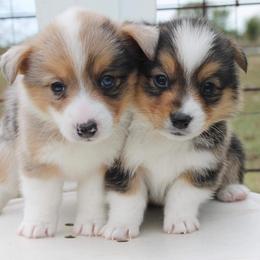 American Corgis and Pembroke Welsh Corgis from 6B Buchanan Corgi’s