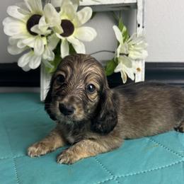 Lincoln - Cream male Dachshund puppy in Gilbertsville, Kentucky from DeLaunes Dachshunds