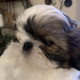 Shih Tzus from A Moment In Time Shih Tzu