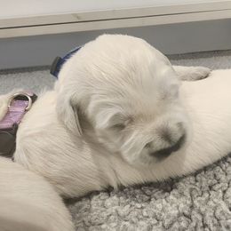 Golden Retriever Puppies from Golden West English Creams