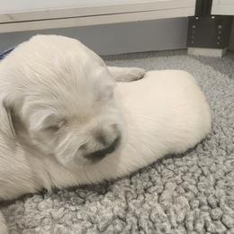 Golden Retriever Puppies from Golden West English Creams