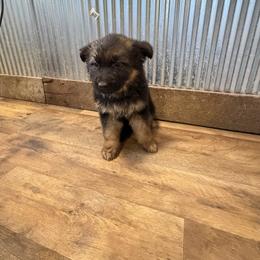 Ice - Black and red female German Shepherd puppy in Ridgeville, Indiana from McCord’s Standard Aussies