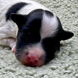 Zipper - Black and white male Havanese puppy in Hendersonville, North Carolina from Kim's Cove Dog Co.