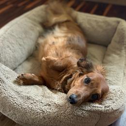 Coco - Dachshund