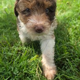 Sable - Brown and white female Aussiedoodle puppy in Morganton, North Carolina from David Shields