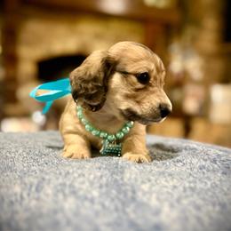 BODIE - Cream male Dachshund puppy in Ville Platte, Louisiana from Cajun Pawfection