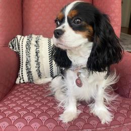 Goose - Cavalier King Charles Spaniel