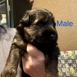 Blue - Black and red male German Shepherd puppy in Puyallup, Washington from Majestic Royal German Shepherd’s