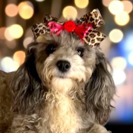 Paisley Rae' - Poodle