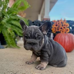 Tilly - Tricolors female French Bulldog puppy in Ben Lomond, Arkansas from Miesha Carver's Bulldogs
