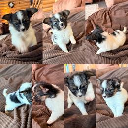 Aspen - White black and tan female Papillon puppy in Powell, Wyoming from Heart Mountain Kennels