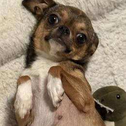 Sidney - Chihuahua