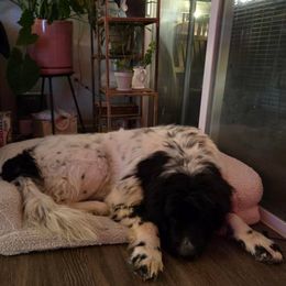 Newfoundland puppies from NorseGaels Newfoundlands