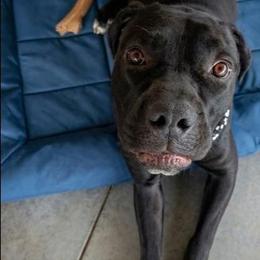 Gaia - Black female Cane Corso puppy in Franktown, Colorado from Earth and Ship Cane Corso