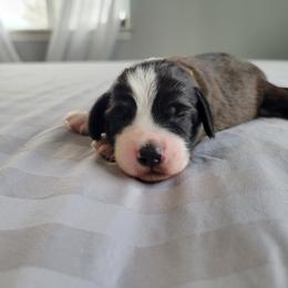 Blanche - Red tri-color female Assorted Doodle Crosses puppy in Blackfoot, Idaho from Lucky Pup Meadows