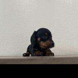 Larry - Black and tan male Dachshund puppy in Rising Star, Texas from Boring Weenies