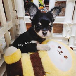 Ringo - Black and tan male Chihuahua puppy in Ponca City, Oklahoma from Bliss Acres Farm