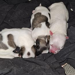 Coton de Tulear puppies from Ferne's Kintana Cotons