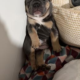 French Bulldog Puppies from Foster Lake Frenchies