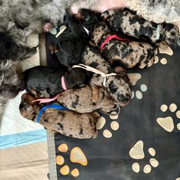 Bernedoodle puppies from Autumn's Aussies