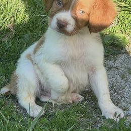 Boy 3 - Orange and white male Brittany puppy in Floyd Knobs, Indiana from Cross Creek Brittanys