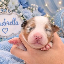 Cinderella - Blue merle female Australian Shepherd puppy in Placerville, California from BFF Aussies