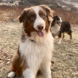 Australian Shepherds from Silver Spoon Aussies