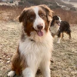 Australian Shepherds from Silver Spoon Aussies