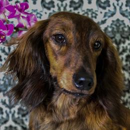 Ash - Dachshund