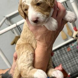 Pink Collar - Cream female Poodle puppy in Chino Valley, Arizona from Whiskey Row Royals
