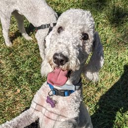Daisy - Bedlington Terrier