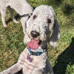 Daisy - Bedlington Terrier