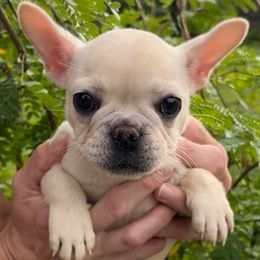 Daisy - Cream female French Bulldog puppy in Rhode Island from FOSTERS FRENCHIES and DACHSHUNDS