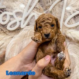 Leonardo - Apricot male Goldendoodle puppy in Pearland, Texas from Posh Paws Puppies