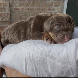 Cocker Spaniel Puppies from Southern Sunset Cockers