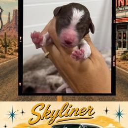 Skyliner - Parti male Goldendoodle puppy in Garland, Texas from Twilight Doodles