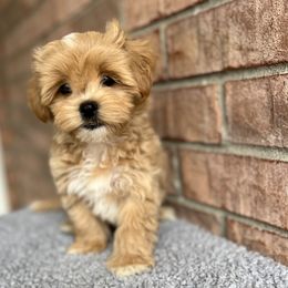 Maltese, Maltipoo, and Poodle Puppies from Healing Pawz LLC